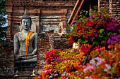 Ayutthaya, Thailand. Viharn Phra Mongkhon Bophit, saffron-draped Buddha statues inside the temple compound. 